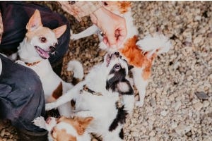 Tecnología de medición capacitiva para la industria de la alimentación animal