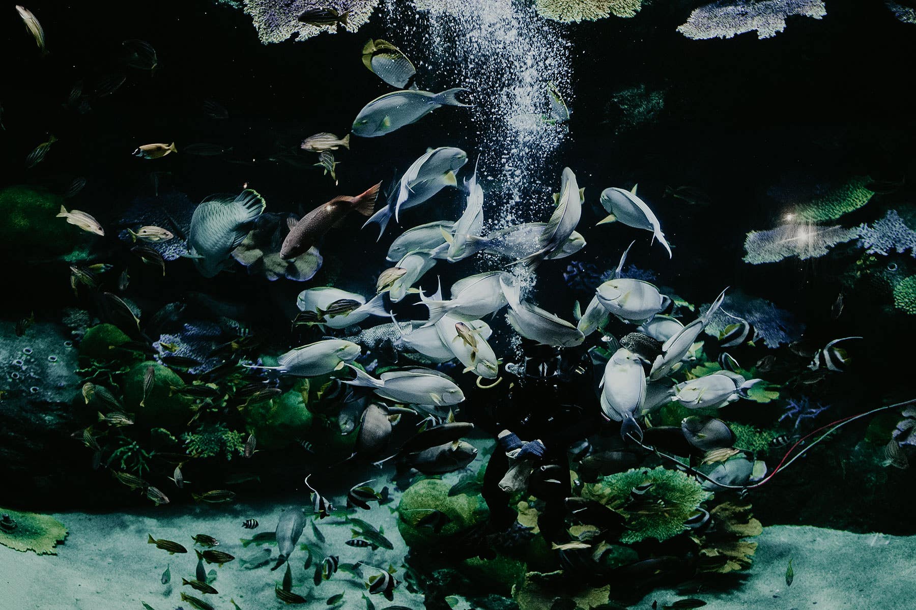 Proteção contra transbordo de óleo de peixe  