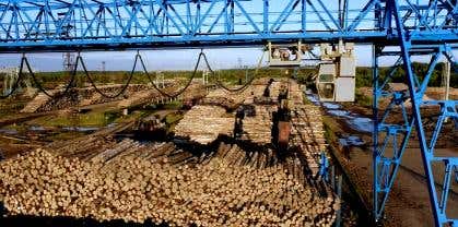 Level measurement with rotary paddle switches in wood chip conveyor systems