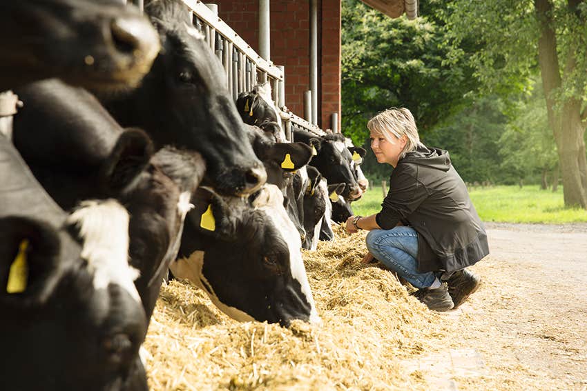 Medición de nivel capacitiva en los mezcladores en la producción de alimentos para animales