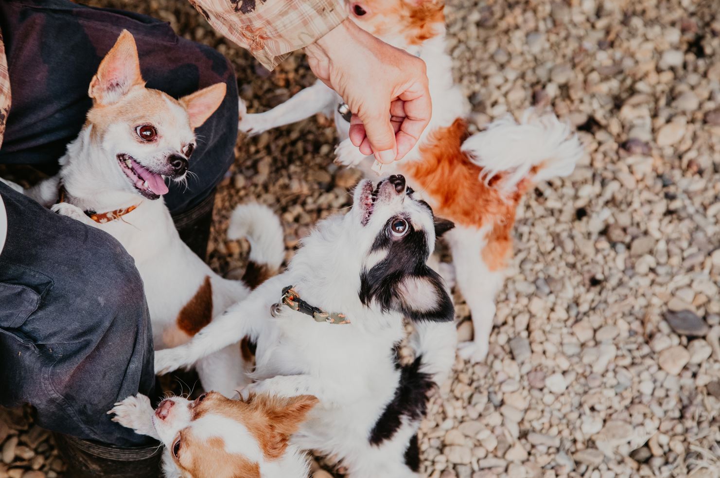 Tecnologia de medição capacitiva para o setor de ração animal